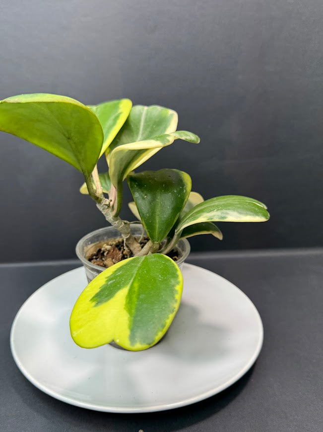 Hoya Kerrii Albo - Outer Variegated #03 | 3.5-Inch Clear Cup | Haven One of One