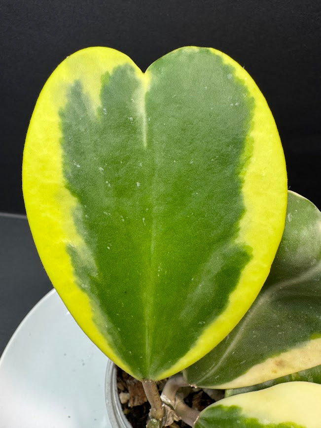 Hoya Kerrii Albo - Outer Variegated #03 | 3.5-Inch Clear Cup | Haven One of One