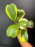 Hoya Kerrii Albo - Outer Variegated #03 | 3.5-Inch Clear Cup | Haven One of One
