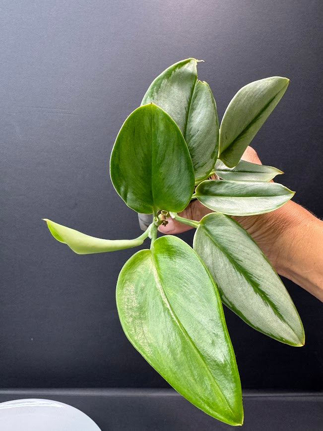 A hand holding a healthy green plant cutting with thick, glossy variegated leaves against a dark gray background.