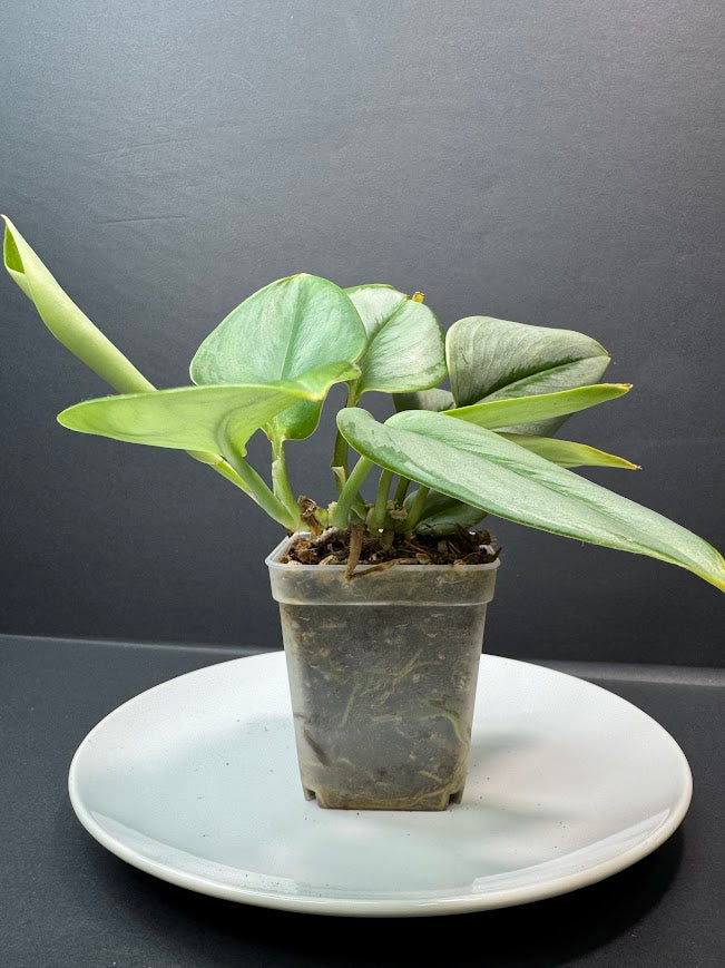 A small green houseplant in a clear plastic nursery pot, placed on a white plate against a dark gray background.