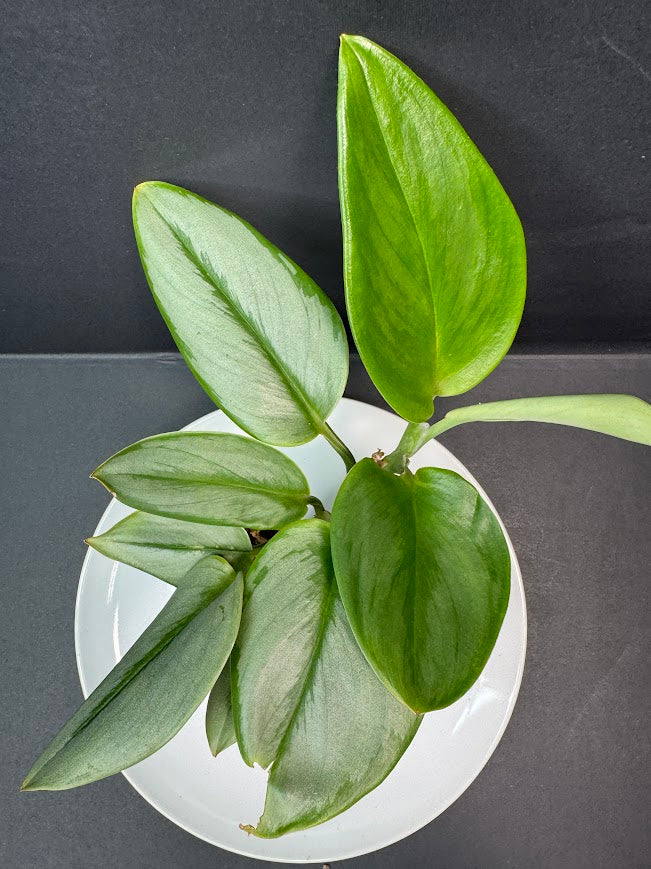 A potted houseplant with glossy green leaves, shown from above on a white plate against a dark gray background.