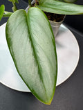 A close-up of a green houseplant leaf with a silvery light underside, photographed over a white plate on a dark surface.