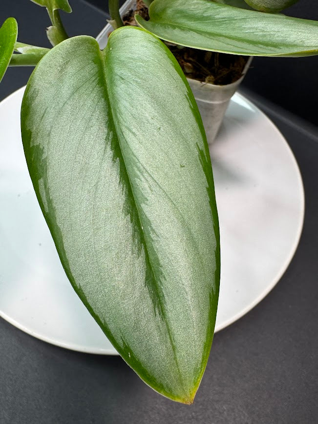 A close-up of a green houseplant leaf with a silvery light underside, photographed over a white plate on a dark surface.
