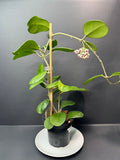 A potted Hoya plant with glossy green leaves and a small cluster of pink flowers, supported by a bamboo stake in a black nursery pot on a white saucer against a dark gray background.