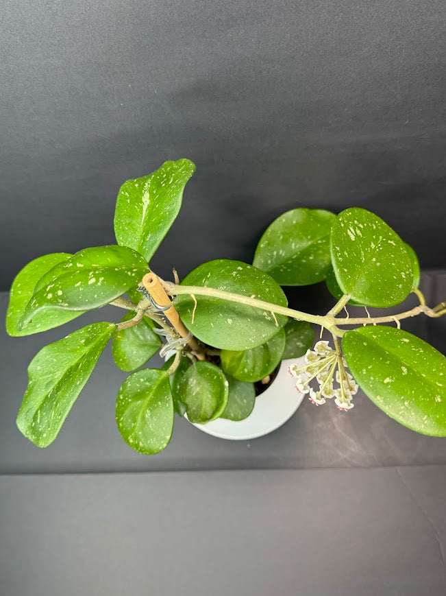 A green leafy houseplant with oval glossy leaves and small white flowers, potted in a white pot against a dark gray background.
