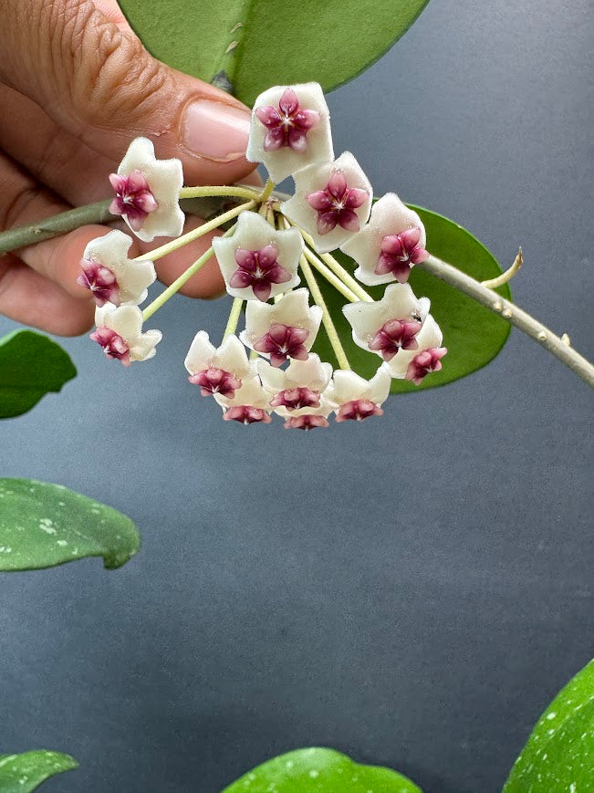 A close-up of a hand holding a cluster of white Hoya flowers with dark pink centers, attached to a branch with green leaves against a dark gray background.