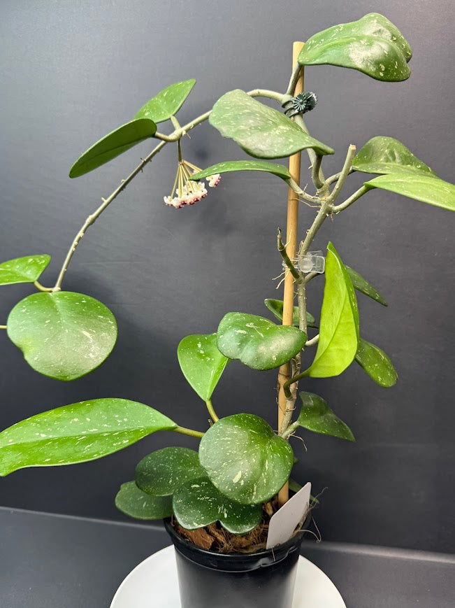 A potted Hoya plant with round green leaves and small clusters of pinkish-white flowers, growing on a wooden stake in a black pot against a dark gray background.