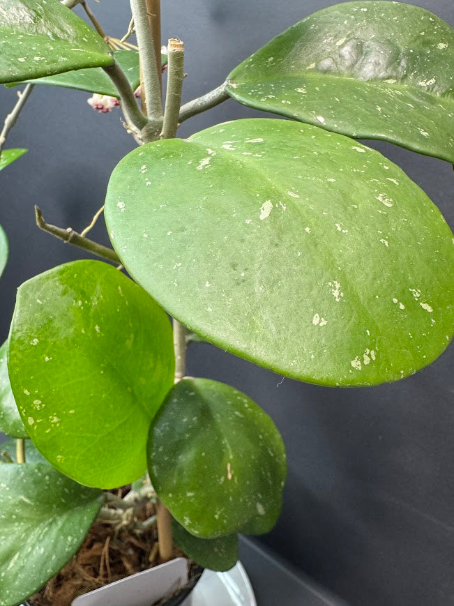 Close-up of a green leafy houseplant with round glossy leaves and visible white speckling, growing in a pot against a dark background.