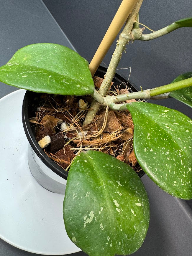 A close-up of a potted Hoya plant with thick green variegated leaves, growing in a black plastic pot filled with coconut coir and small stones, set on a white saucer against a dark gray background.
