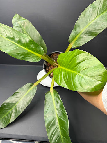 Philodendron NOID #03 | Possibly Philodendron melinonii | Haven’s One of One | 1-Gallon Plant
