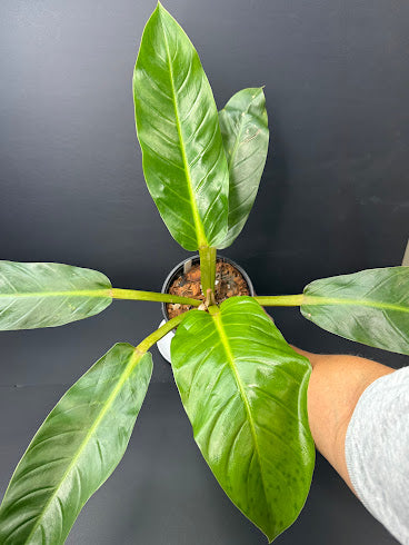 Philodendron NOID #03 | Possibly Philodendron melinonii | Haven’s One of One | 1-Gallon Plant