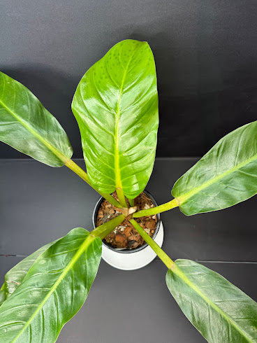 Philodendron NOID #03 | Possibly Philodendron melinonii | Haven’s One of One | 1-Gallon Plant