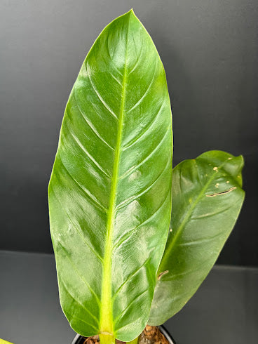 Philodendron NOID #03 | Possibly Philodendron melinonii | Haven’s One of One | 1-Gallon Plant