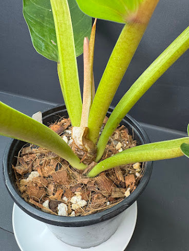 Philodendron NOID #03 | Possibly Philodendron melinonii | Haven’s One of One | 1-Gallon Plant