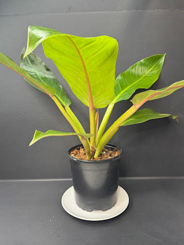 Philodendron NOID #03 | Possibly Philodendron melinonii | Haven’s One of One | 1-Gallon Plant