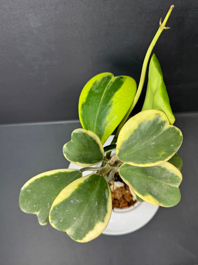 Hoya Kerrii Albo - Outer Variegated #04 | 4-Inch Clear Nursery Pot | Haven One of One