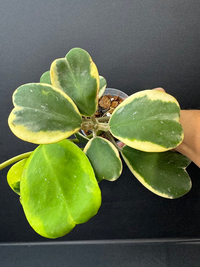 Hoya Kerrii Albo - Outer Variegated #04 | 4-Inch Clear Nursery Pot | Haven One of One