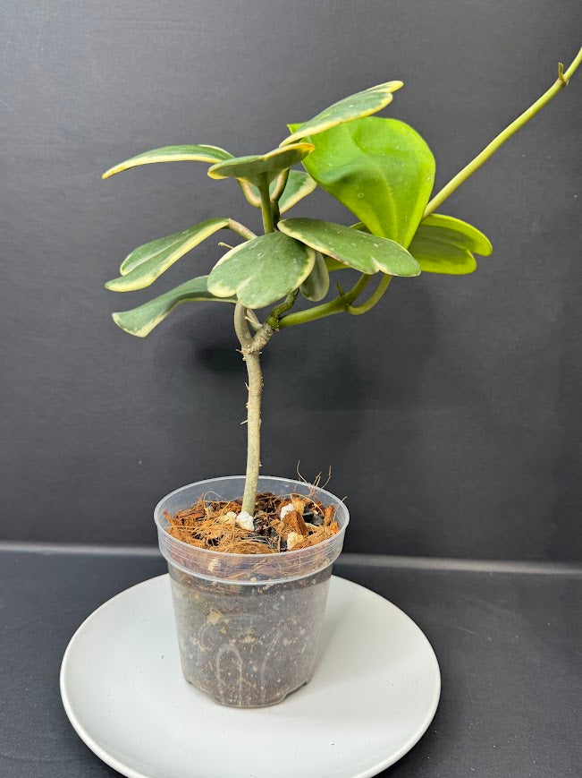 Hoya Kerrii Albo - Outer Variegated #04 | 4-Inch Clear Nursery Pot | Haven One of One