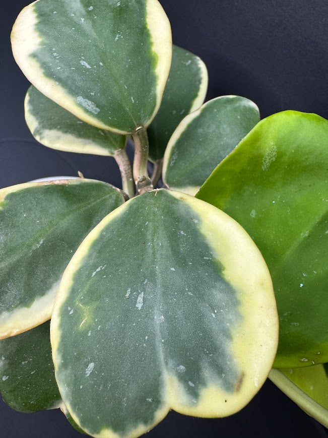 Hoya Kerrii Albo - Outer Variegated #04 | 4-Inch Clear Nursery Pot | Haven One of One