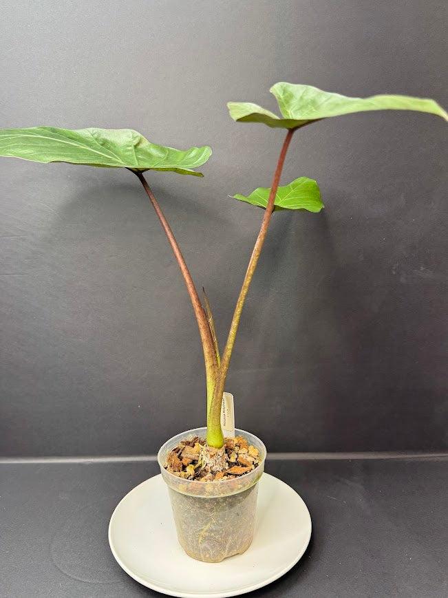 Alocasia 'Metal Head' #04 | Purple Alocasia | 4 inch Pot Size | Haven's One of One