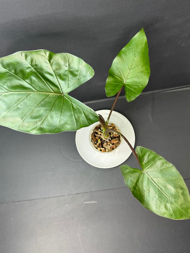 Alocasia 'Metal Head' #04 | Purple Alocasia | 4 inch Pot Size | Haven's One of One