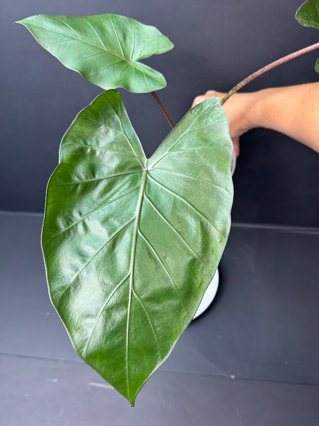 Alocasia 'Metal Head' #04 | Purple Alocasia | 4 inch Pot Size | Haven's One of One