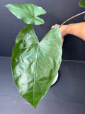 Alocasia 'Metal Head' #04 | Purple Alocasia | 4 inch Pot Size | Haven's One of One