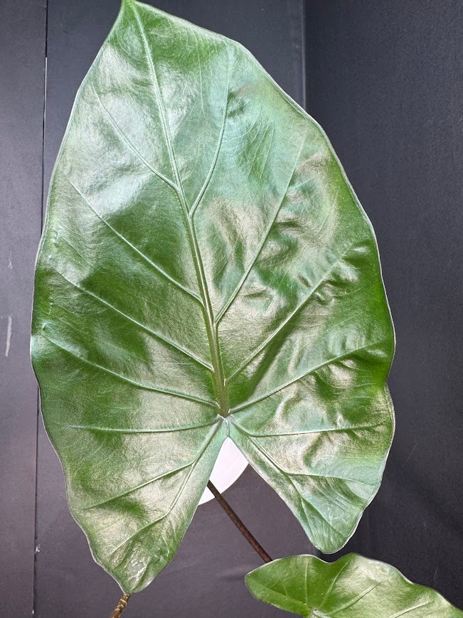 Alocasia 'Metal Head' #04 | Purple Alocasia | 4 inch Pot Size | Haven's One of One