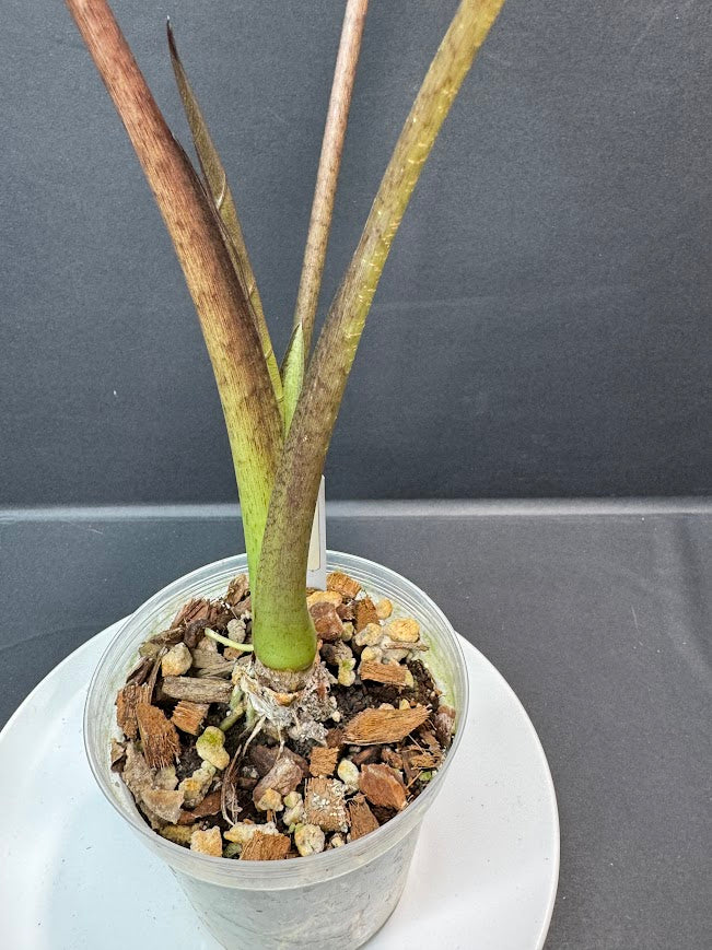 Alocasia 'Metal Head' #04 | Purple Alocasia | 4 inch Pot Size | Haven's One of One