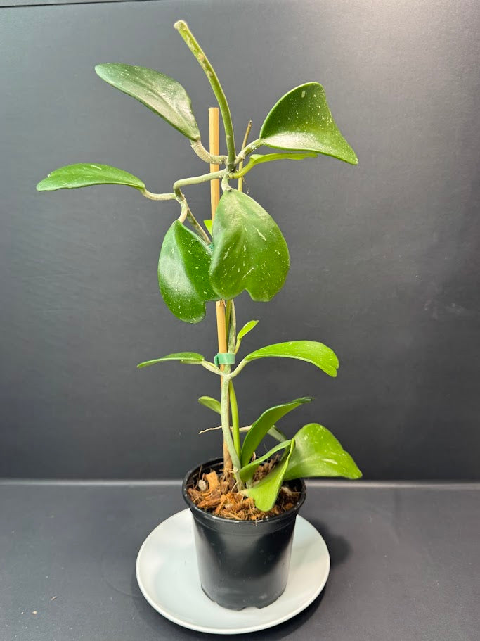 Hoya Kerrii Splash #03 | 5-Inch Nursery Pot | Haven's One of One