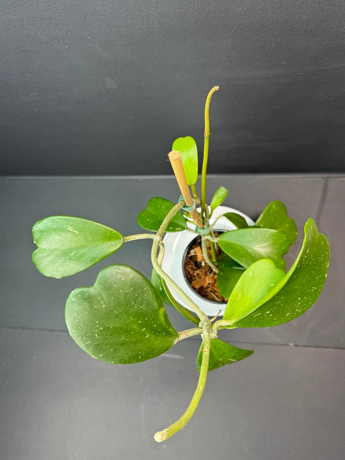 Hoya Kerrii Splash #03 | 5-Inch Nursery Pot | Haven's One of One