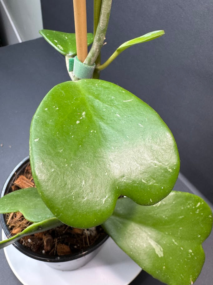 Hoya Kerrii Splash #03 | 5-Inch Nursery Pot | Haven's One of One