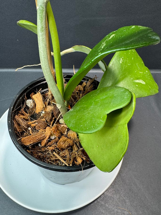 Hoya Kerrii Splash #03 | 5-Inch Nursery Pot | Haven's One of One