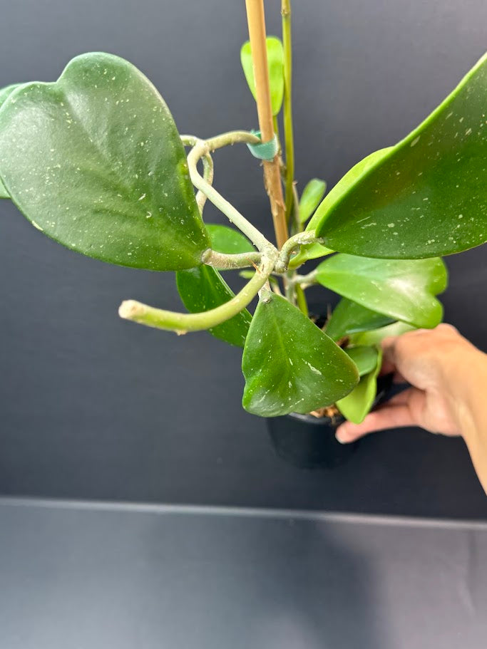 Hoya Kerrii Splash #03 | 5-Inch Nursery Pot | Haven's One of One