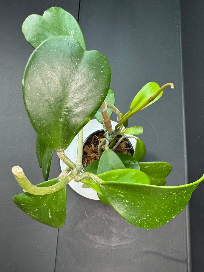 Hoya Kerrii Splash #03 | 5-Inch Nursery Pot | Haven's One of One