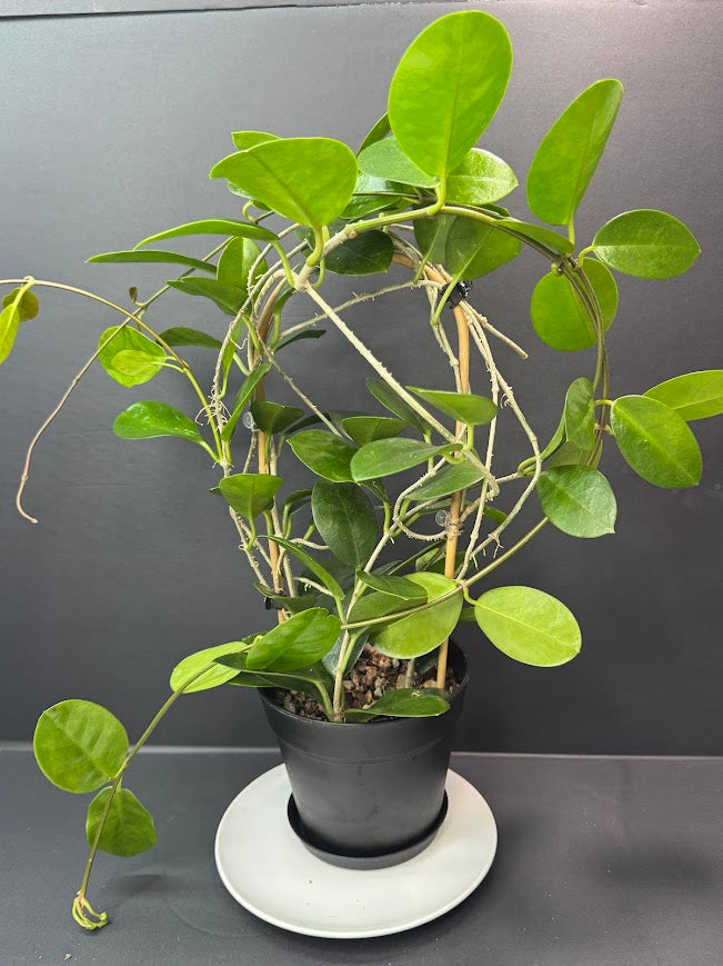 Hoya Australis Wax Plant #10 | 6 inch Trellised Decorative Pot | Haven One of One