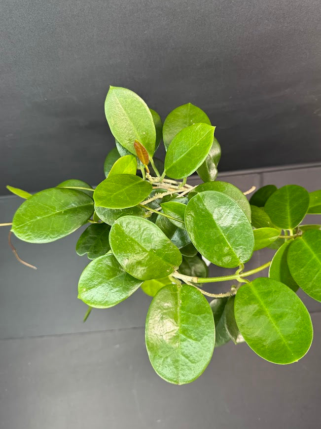 Hoya Australis Wax Plant #10 | 6 inch Trellised Decorative Pot | Haven One of One