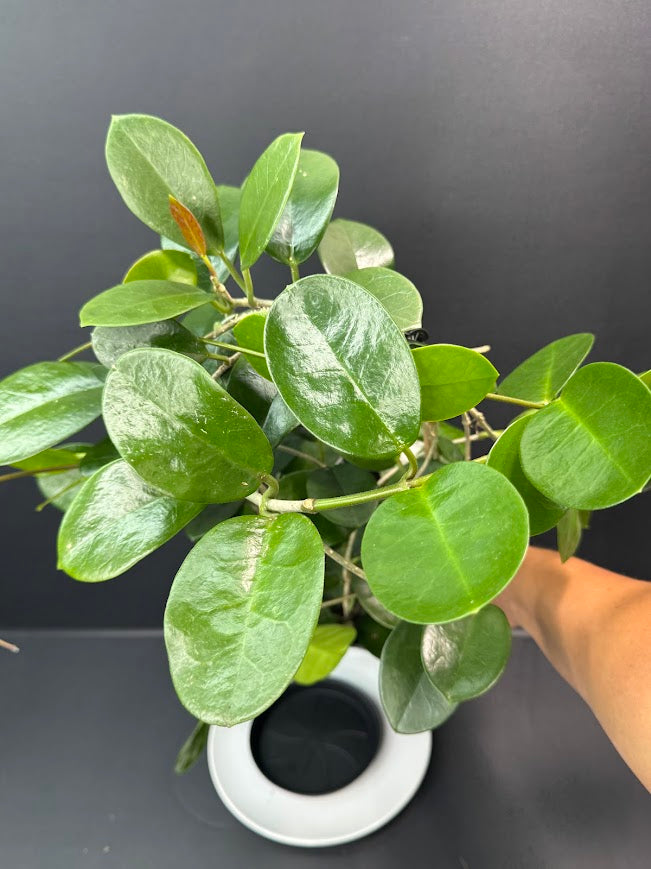 Hoya Australis Wax Plant #10 | 6 inch Trellised Decorative Pot | Haven One of One