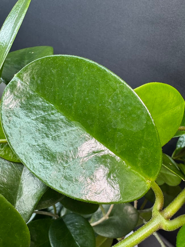 Hoya Australis Wax Plant #10 | 6 inch Trellised Decorative Pot | Haven One of One