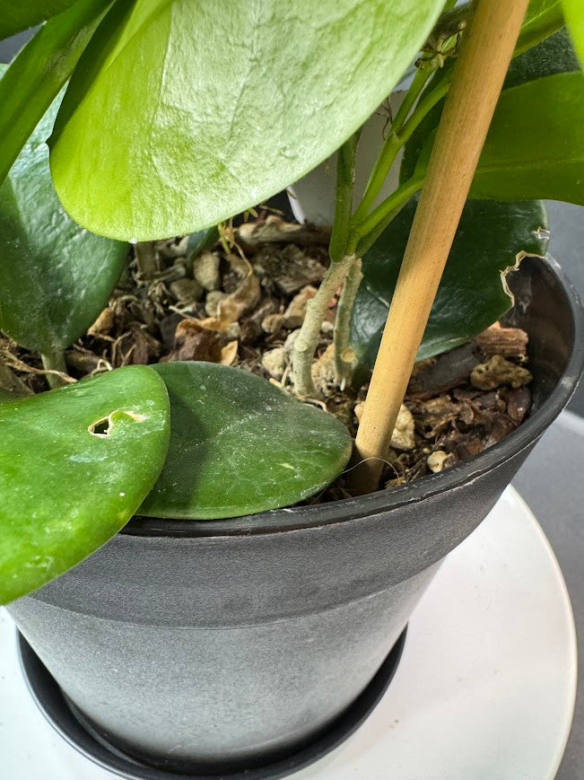 Hoya Australis Wax Plant #10 | 6 inch Trellised Decorative Pot | Haven One of One