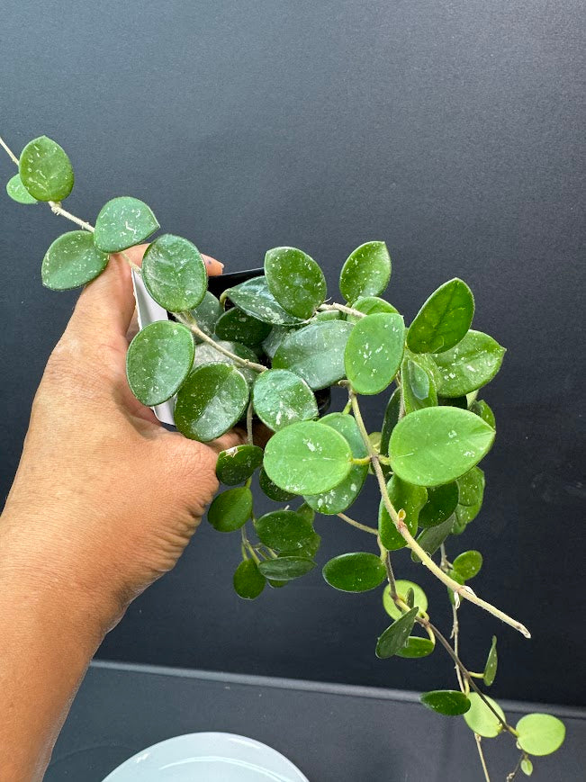 Hoya Mathilde Splash | Hoya carnosa × Hoya serpens | 2.5-Inch | Haven’s Choice