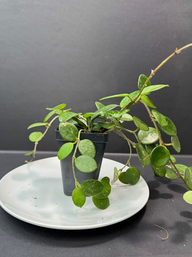 Hoya Mathilde Splash | Hoya carnosa × Hoya serpens | 2.5-Inch | Haven’s Choice