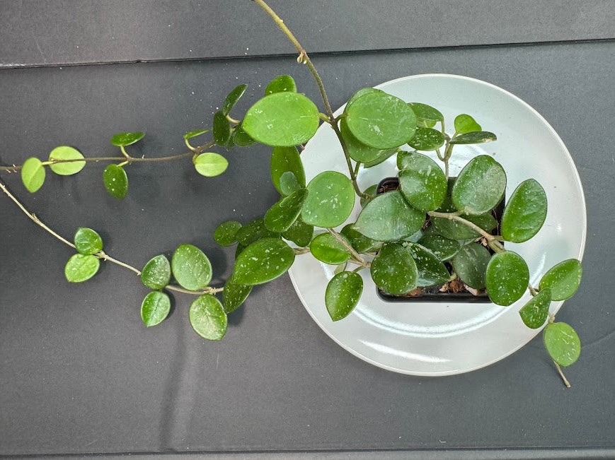 Hoya Mathilde Splash | Hoya carnosa × Hoya serpens | 2.5-Inch | Haven’s Choice