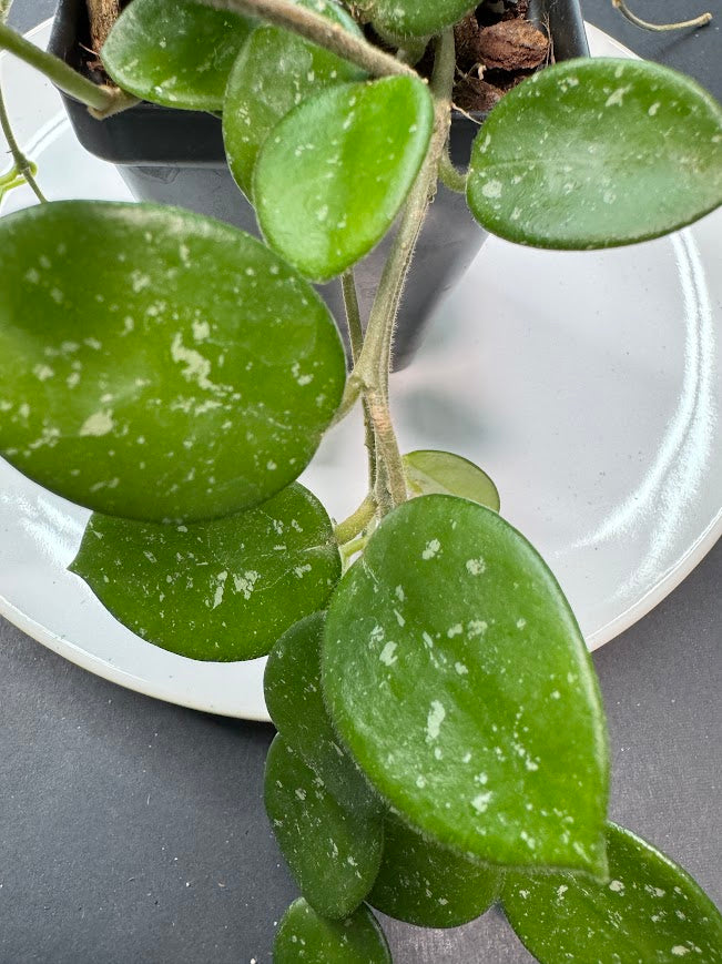 Hoya Mathilde Splash | Hoya carnosa × Hoya serpens | 2.5-Inch | Haven’s Choice