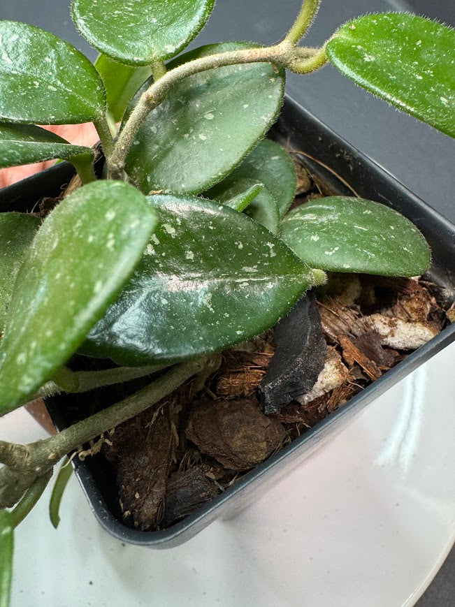 Hoya Mathilde Splash | Hoya carnosa × Hoya serpens | 2.5-Inch | Haven’s Choice