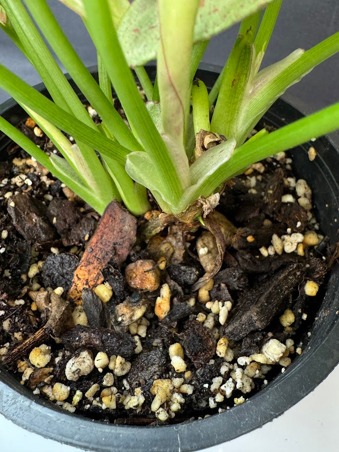 A close-up of a green leafy plant growing in a black plastic pot filled with dark soil, bark, and small white perlite beads.
