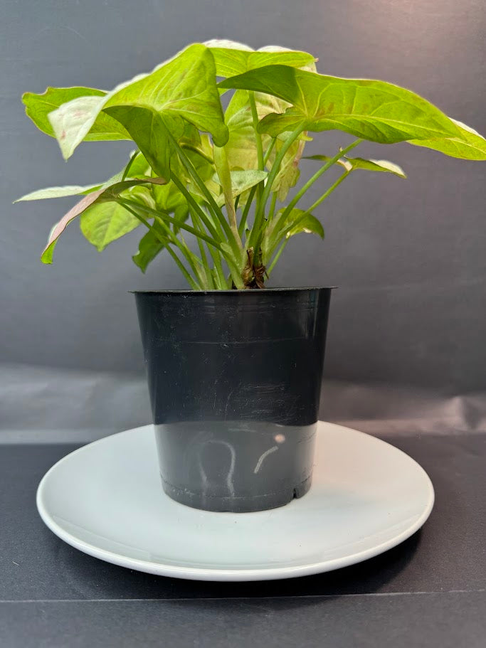 A green leafy houseplant in a black nursery pot sitting on a white saucer, photographed against a dark gray backdrop.