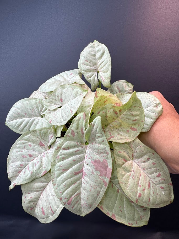 A variegated houseplant with pale green and white leaves speckled with pink, held by a hand against a dark navy background.