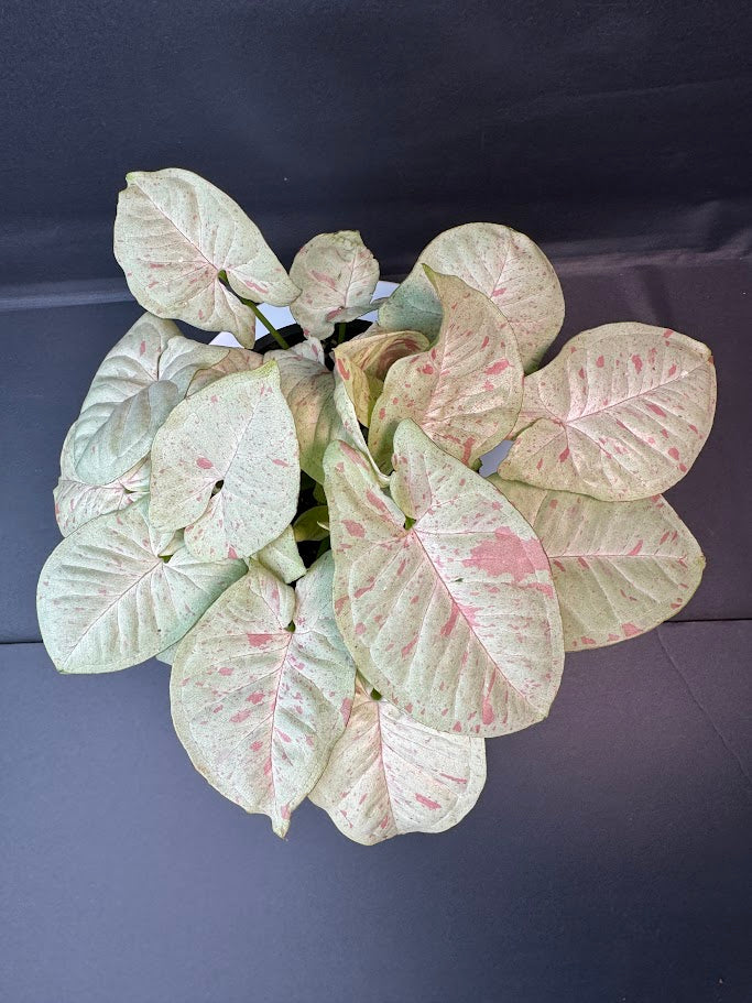 A syngonium confetti plant with variegated pale green and pink leaves, photographed from a top-down angle against a dark gray background.